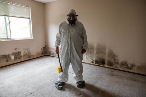 Best Mold Damage Repair  in USA